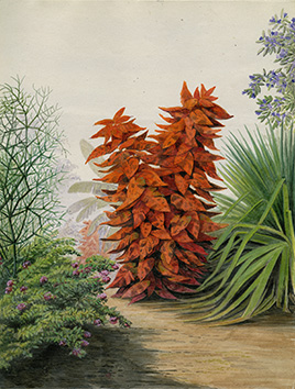 Exposition William Michaud - Plante à feuilles rouges dans le jardin